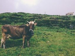 brown cow on green meadow