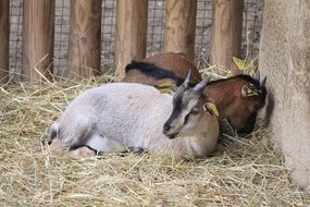 two goats on straw in a pen