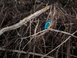 beautiful kingfisher bird on the branch