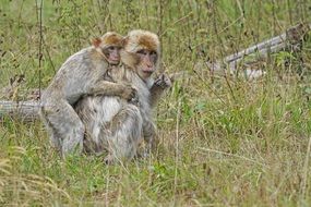 monkey with cub on the back