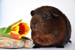 brown guinea pig and tulip