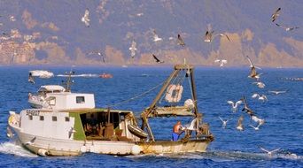 seabirds at Fishing Boat on Sea