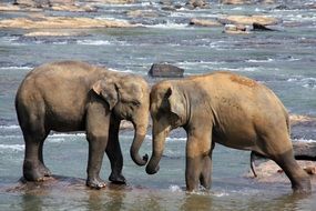 Elephants in Sri Lanka