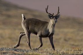 Caribou in the Wildlife