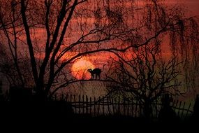 black cat on a background of the red moon