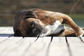 dog boxer sleeps on the boards