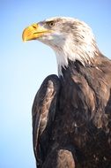 golden eagle profile picture