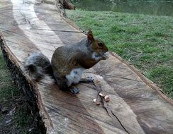 picture of the Squirrel in the park