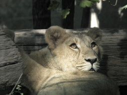 Portrait of the lioness