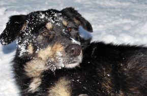 black dog in the snow