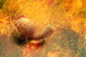 snail crawling on grass