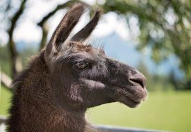 portrait of Brown Lama