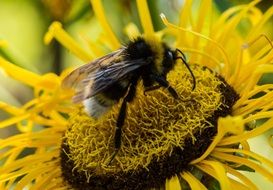 bee on a flower close-up on a blurred background