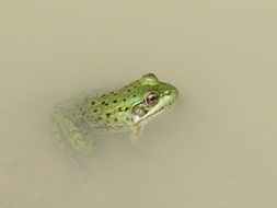 green frog in muddy water