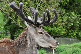 red deer with antlers