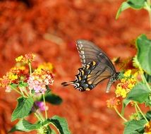 swallowtail butterfly on flower