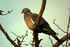 calm Pigeon