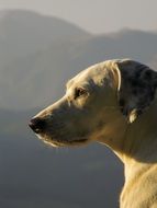 white dog face profile