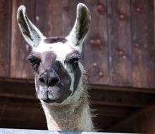 spotted lama close-up on blurred background