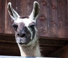 spotted lama close-up on blurred background