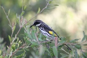 bird on a tree in the wild