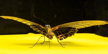 closeup picture of butterfly on a yellow surface