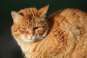 delectable Red Brown cat