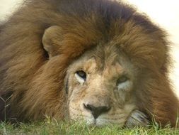 Lion Animal King