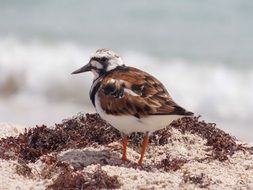 Bird near the wavy sea