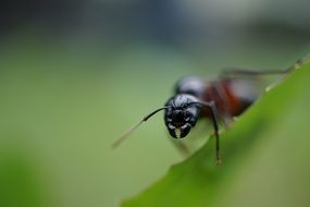 macro picture of the wild ant is on a leaf