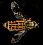 yellow fly on a black background