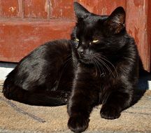 Cat Black Laziness