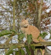 Domestic Cat on a wooden fence