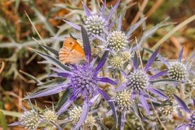 filigree orange butterfly on the purple flower