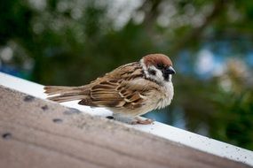 Sparrow Bird on a fence