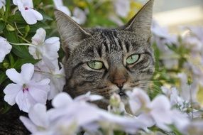 Cat in the flowers close-up on blurred background