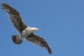 Flying Seagull in a sky