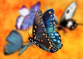 funny butterfly on orange background