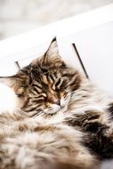 sweet persian cat