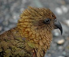 Kea in New Zealand