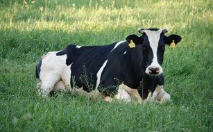 black and white cow in a pasture on a farm