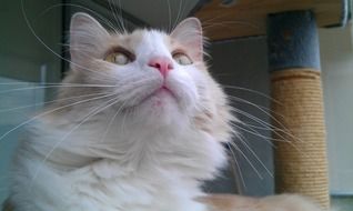 Cat Face Looking