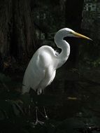 portrait of a great egret