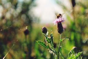 bee collects pollen from clover