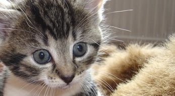 delectable Cat Portrait