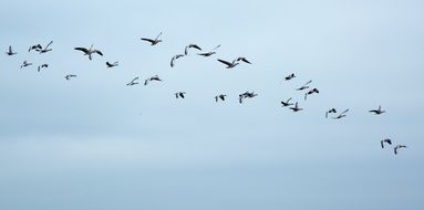 Migratory geese