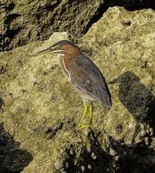 heron on the beach stone