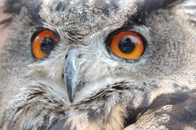 portrait of a gray owl with bright eyes