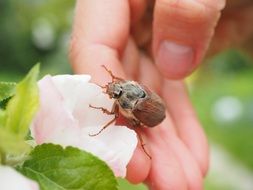 maybug on the delicate pink flower