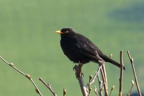 black bird on a spring tree